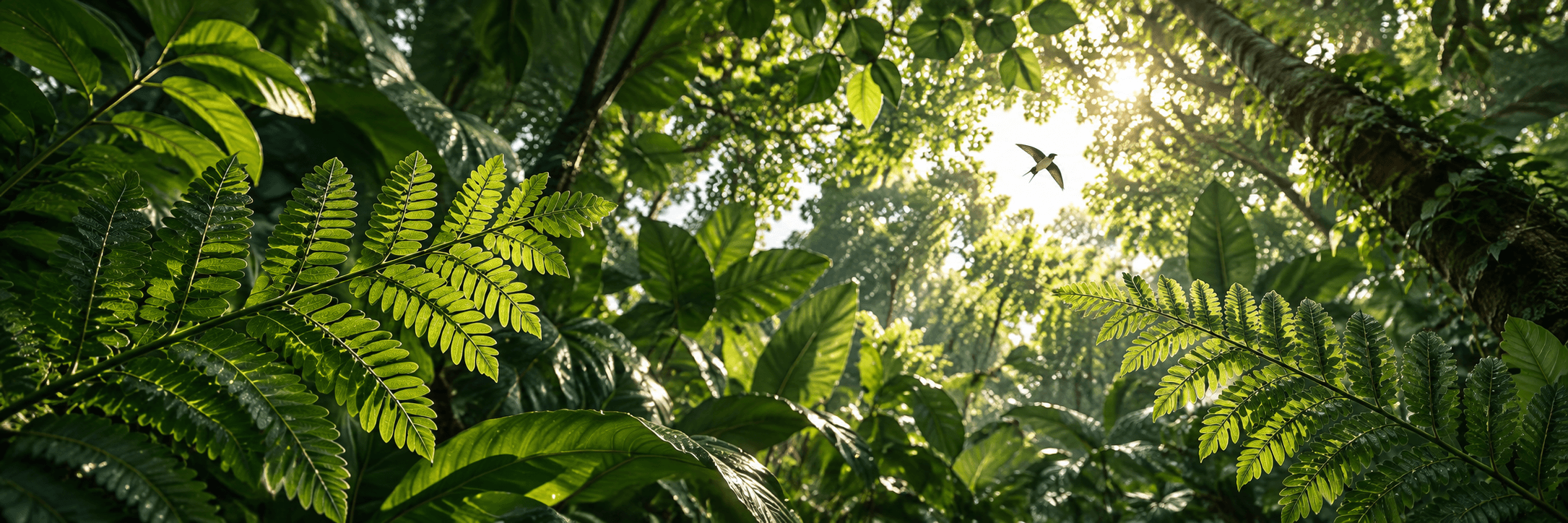 Sunlight opening through a canopy of compound leaves